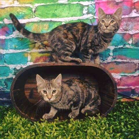Inquisitive: These fur babies are just waiting for a family to take them home so they can have fun and snuggle into soft laps.