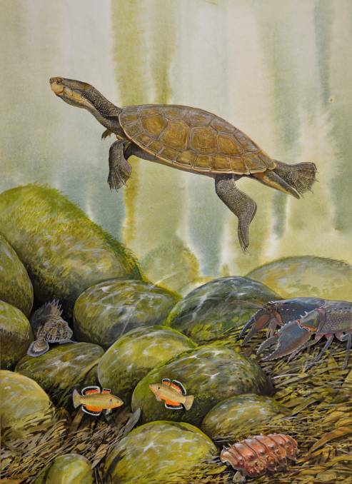 Purvis' turtle: Watercolour and gouache painting by wildlife artist Peter Schouten AM