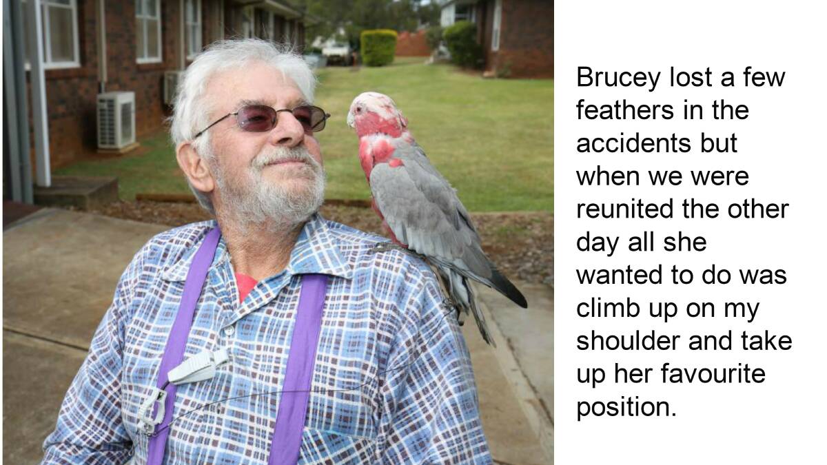 Greg Cummings and Brucey the female galah have been reunited after a motorbike accident at Bonny Hills in early November. CLICK THE PHOTO TO TAKE YOU TO THE FULL STORY