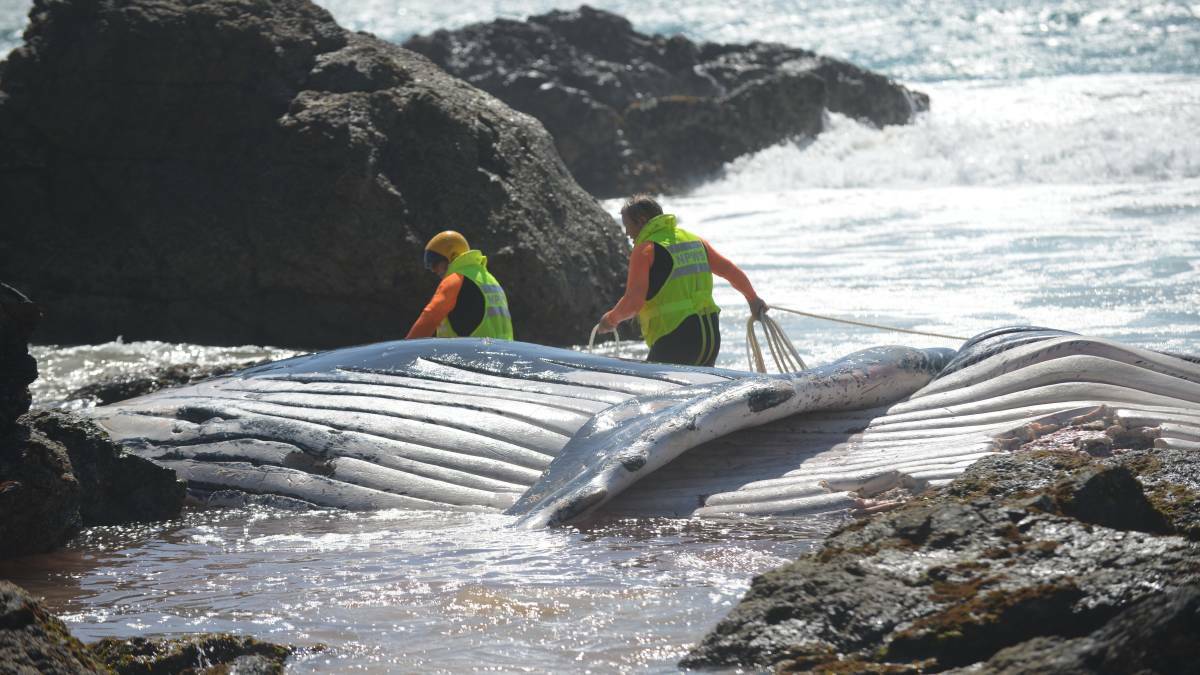 The dead whale could not be dragged back to sea so council made the decision to bury the carcass but it was later exhumed.