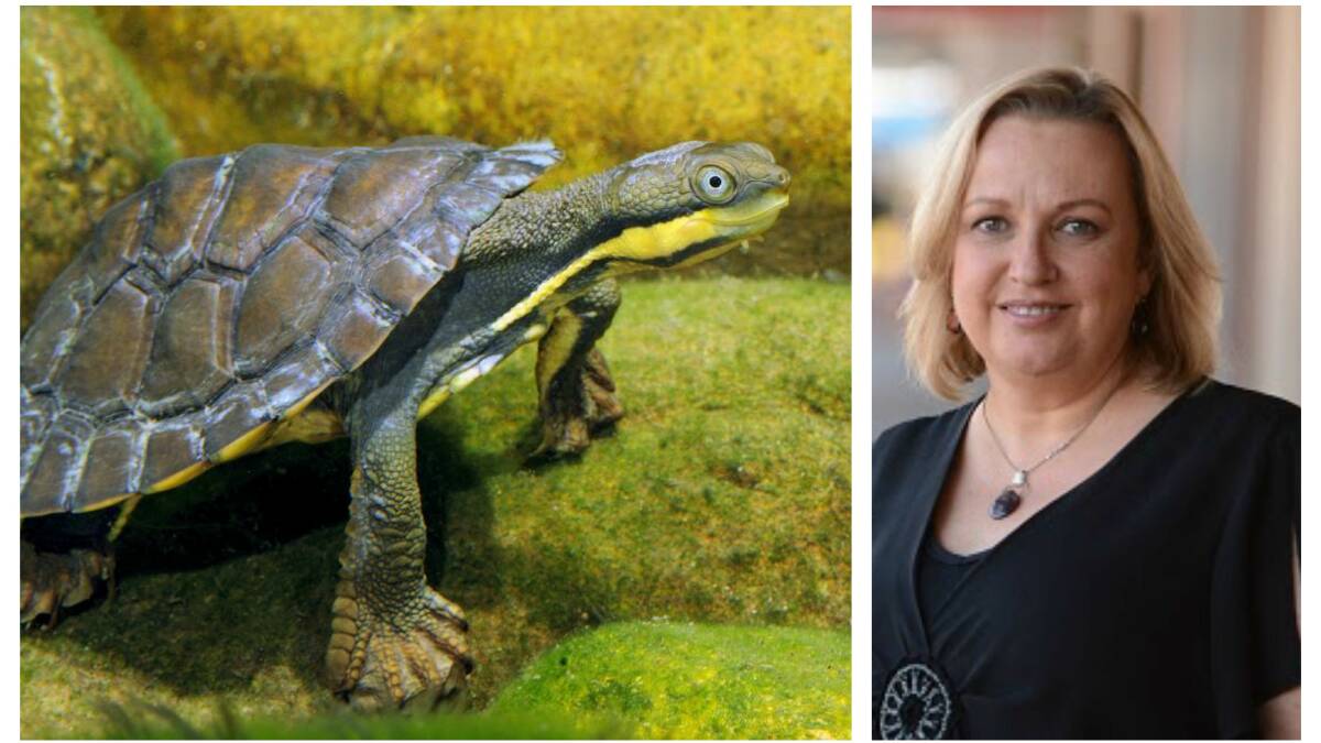 Journalist Julia Driscoll has become passionate about the plight of the Manning River Helmeted Turtle.
