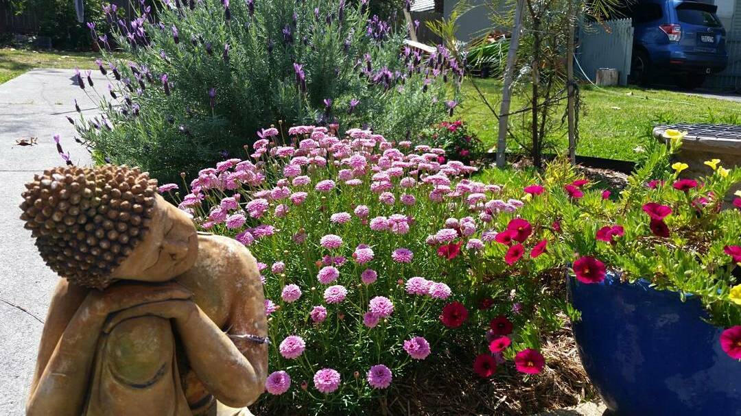 Weather photo by Taree Instagram user @ibujen 'Spring looks great in the garden'