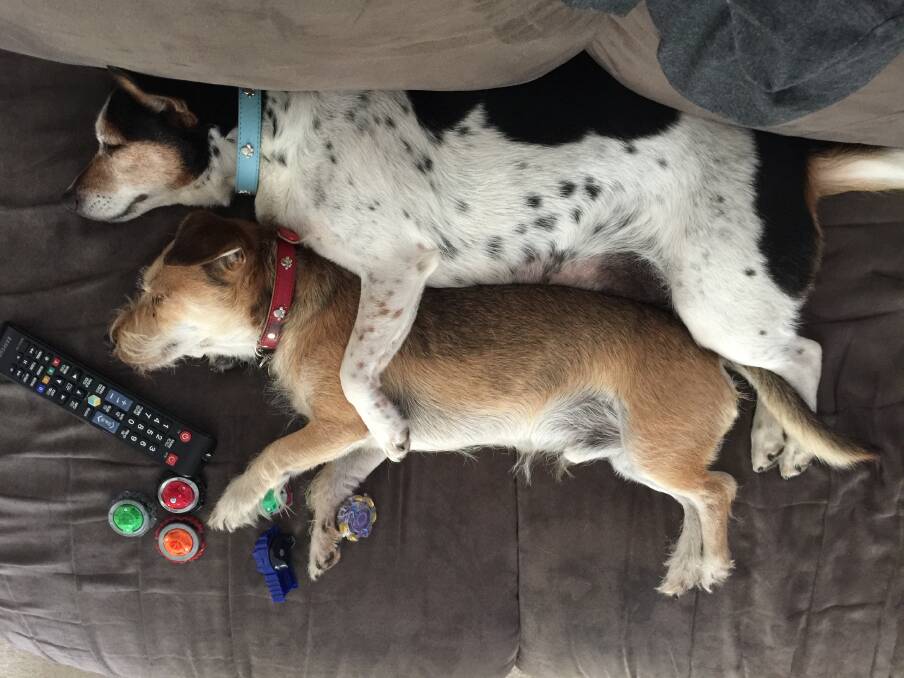 Pip and Harvey within days of meeting happily claimed the couch to sleep.