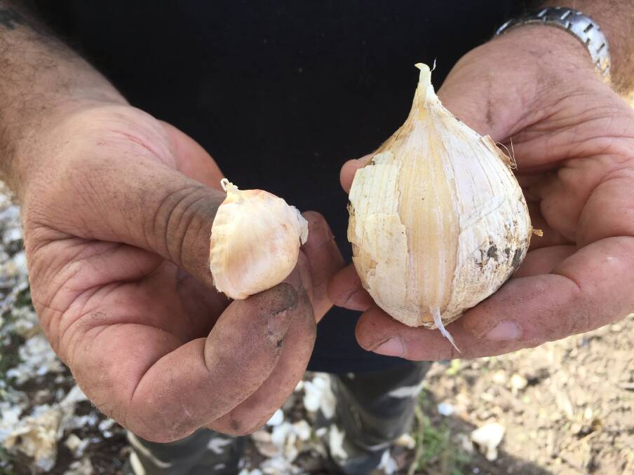 Taree Community Garden horticulturalist Darren Harrison holds the two varieties of garlic to be grown in recently planted beds - Kiwi White (left) and Russian. Photo: Ainslee Dennis.