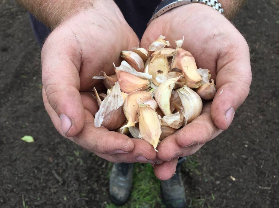 Garlic grown in the first Taree Community Garden crop. Photo: Ainslee Dennis.