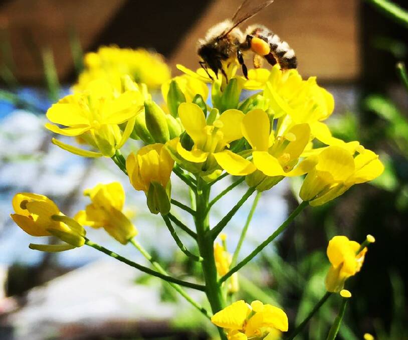 Bees have been busy at Taree Community Garden and volunteers are needed to help weed, feed and harvest produce from the garden this Sunday, October 23.