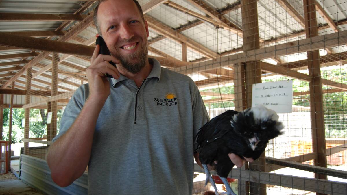 Jason Hollier juggles a Polish chook and the phone as he answers concerns about chooks. Queries about this popular pet increase during summer.