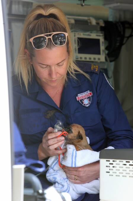 Intensive care paramedic Ellie Davy treats the rescued puppy. Photo: Robert Peet