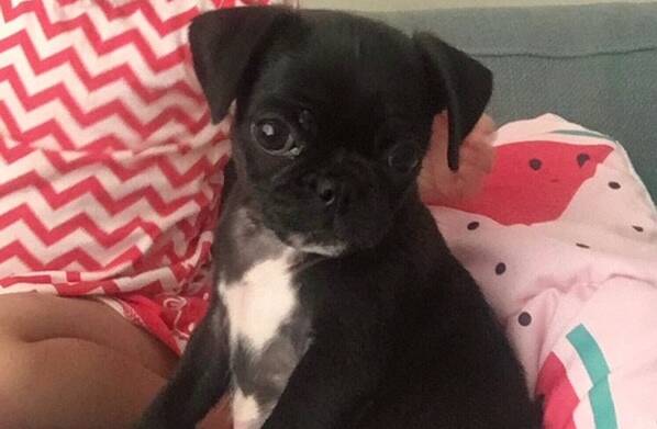 Havana the pug puppy was stolen from a parked car in Taree.