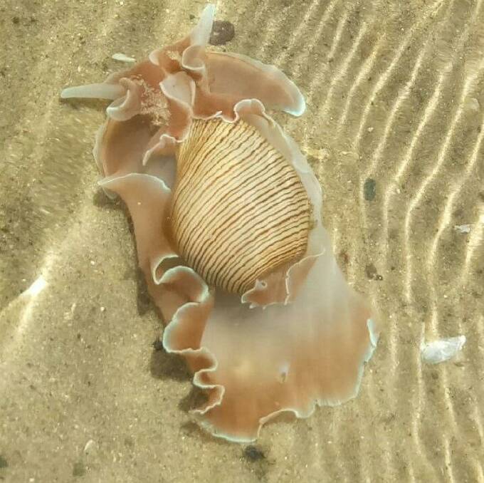 Karen Love took this picture of what she believes to be a rose-petal bubble shell Sea Slug in Wallis Lake. Karen has been a marine enthusiast for a number of years. 