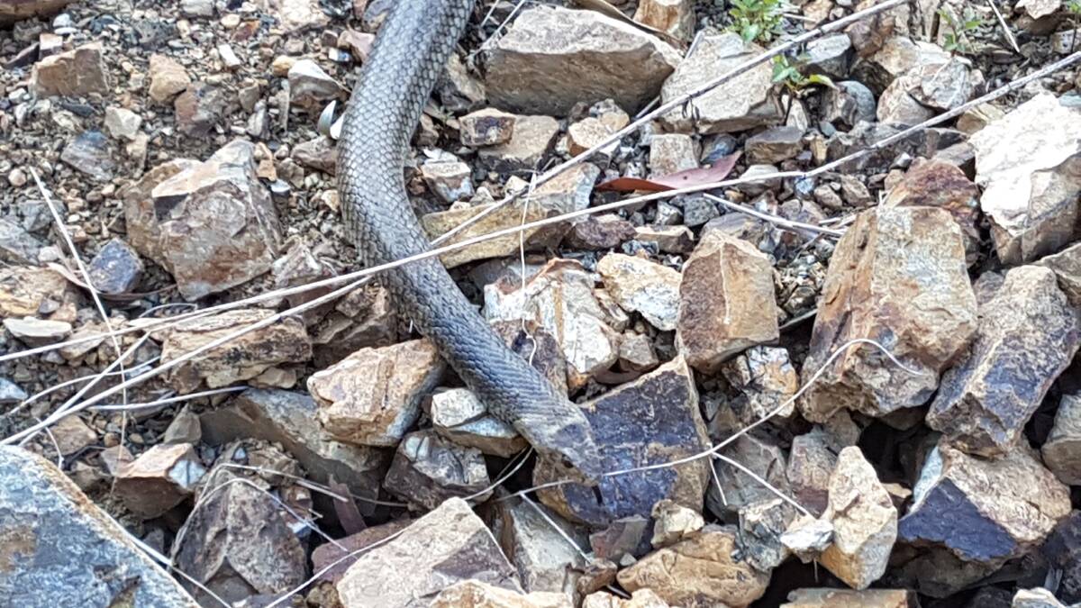 Up close and personal: Brenton Asquith of Reptile Dysfunction said it has been a busy start to the snake season. Credit: Brenton Asquith.