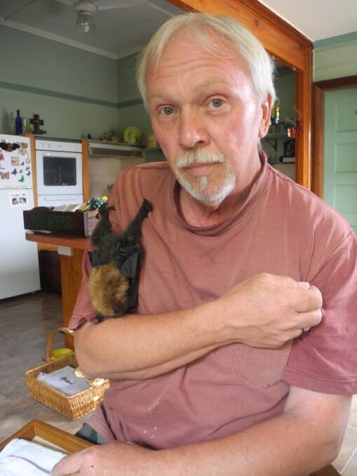 Bat daddy: FAWNA carer Danny Cain with one of this year's lucky grey-headed flying fox orphans.