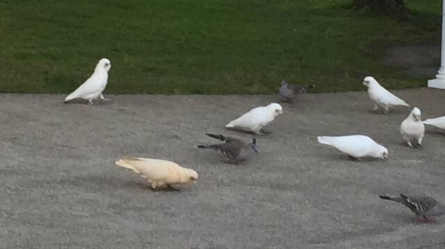 Coloured corella: One of these birds is not like the others. Photo: supplied