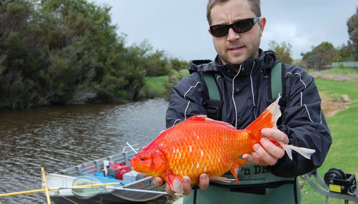 The one that didn't get away: Dr Stephen Beatty from the school of Veterinary and Life Sciences at Murdoch University in WA. with a goldfish caught in the river. Photo: associate professor David Morgan, Centre for Fish and Fisheries Research, Murdoch University.