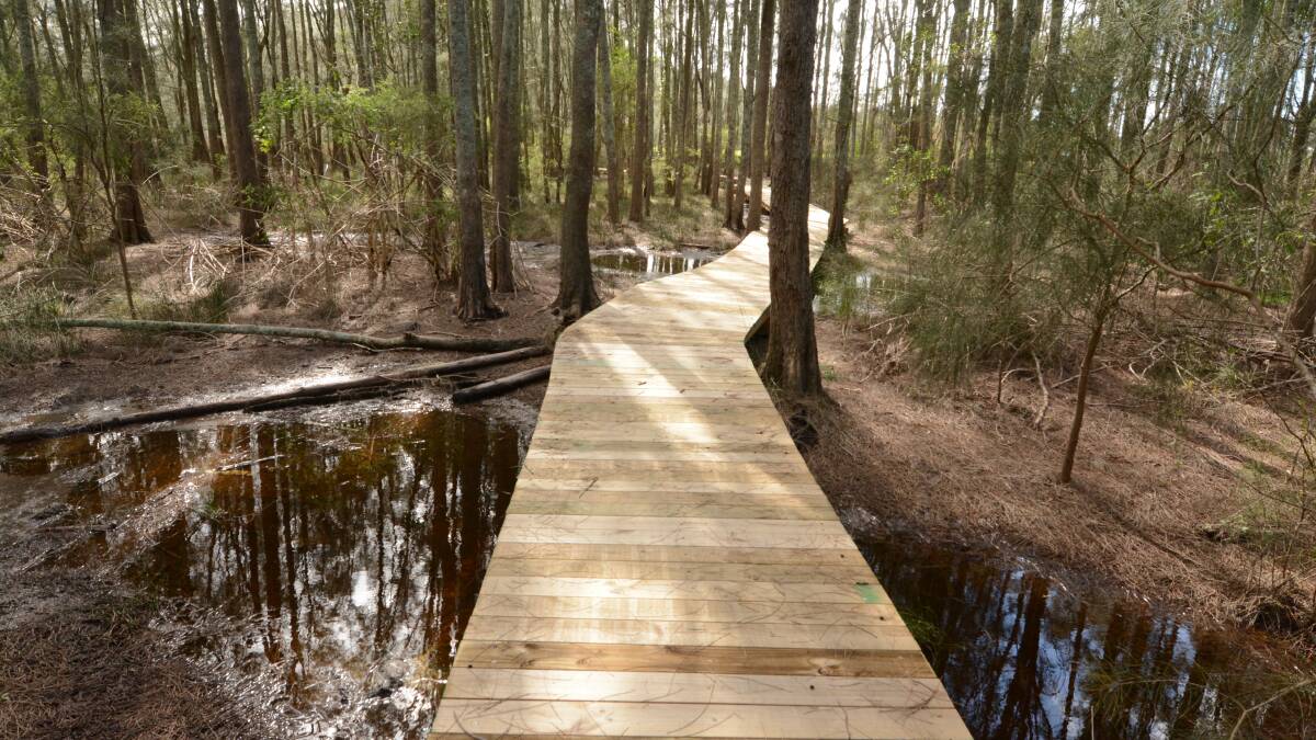 Take your aerogard: The 400 metre walk through the swamp oak forest ends in a beautiful clear green space on the banks of the Dawson River. Photo: Scott Calvin