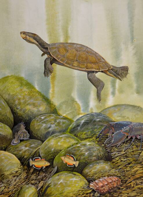 Purvis' turtle: Watercolour and gouache painting by wildlife artist Peter Schouten AM, who was previously a technical illustrator within the school of zoology at the University of New South Wales.
