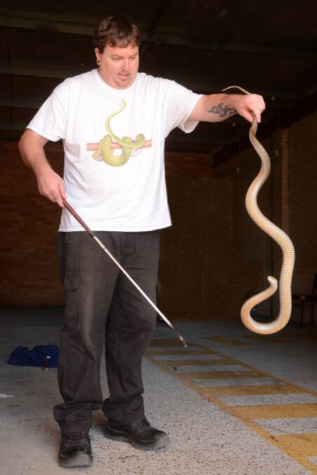 Brenton Asquith handling an eastern brown snake. Photo: Scott Calvin