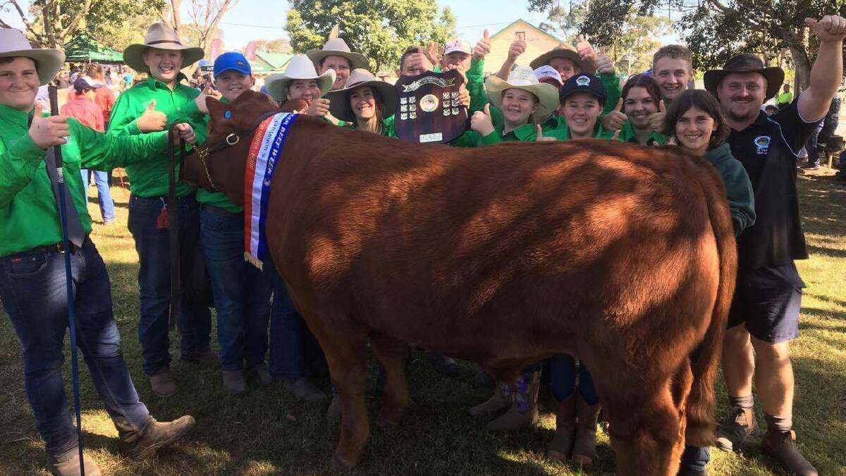 Beef Week winners: Chatham High School took out the title of Grand Champion Led Steer with 'Ratatouille'. Photo: Chatham High School student Belicia Watson.