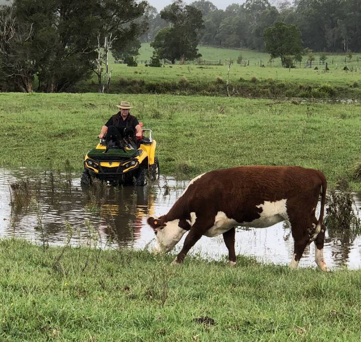 Greener pastures: Greg Newell's rain gauge shows 149mm of rain has fallen on his property in Wingham. Photo: supplied