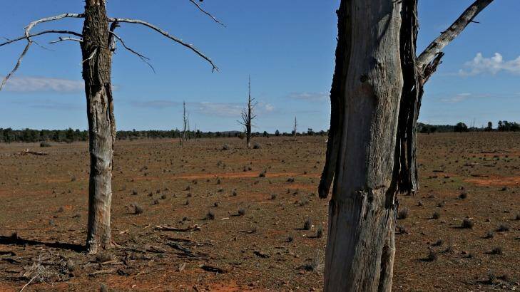 Ringbarked trees on a property near Cobar, north-western NSW. Photo: Brendan Esposito