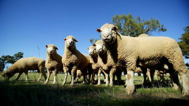 Sheep thrills: Australia is not only exporting live sheep to Asia but also cattle as well. Photo: Jessica Shapiro