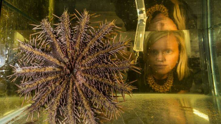 PhD student Lisa Bostrom Einarsson shows her technique of injecting vinegar to kill the Crown of Thorns star fish which is devastating parts of the Reef. Photo: Jason South