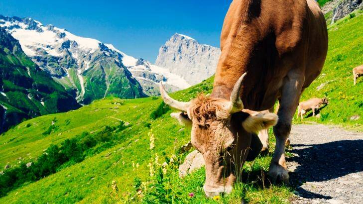 Even the cows are extra beautiful. Photo: iStock