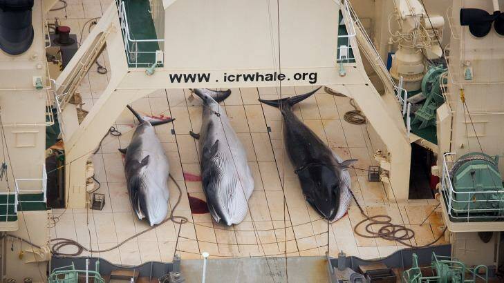 Minke whales on the deck of the Japanese factory ship Nisshin Maru. Photo: Tim Watters/Sea Shepherd