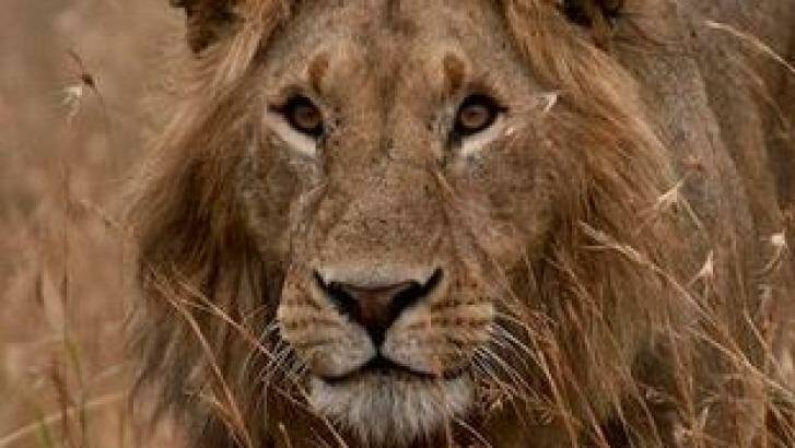 Shot dead: Cecil the lion Photo: ALDF