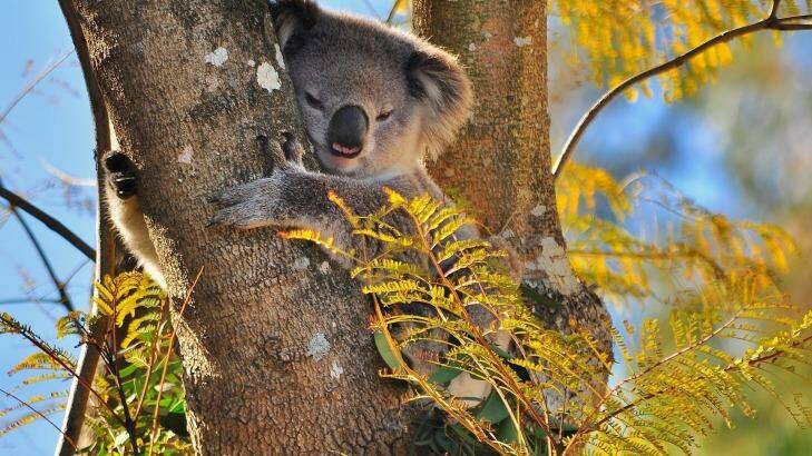 Koala in Bradbury on Sydney's south-western edge. Photo: Cambelltown Advertiser