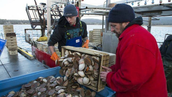 Debbie Wisby's husband Glen Wisby, right, unloading a catch of scallops with his crew at Deepwater Jetty. Photo: Matthew Newton