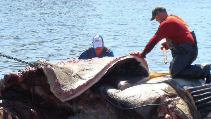 A team from the Royal Ontario Museum works to extract the whale's heart Photo: Big Blue Live, BBC/PBS