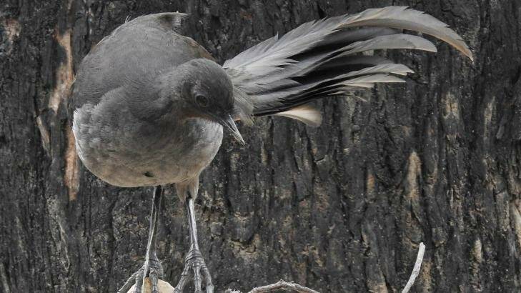 Twenty five shades of grey: a lyrebird at Tidbinbilla.  Photo: John Bundock