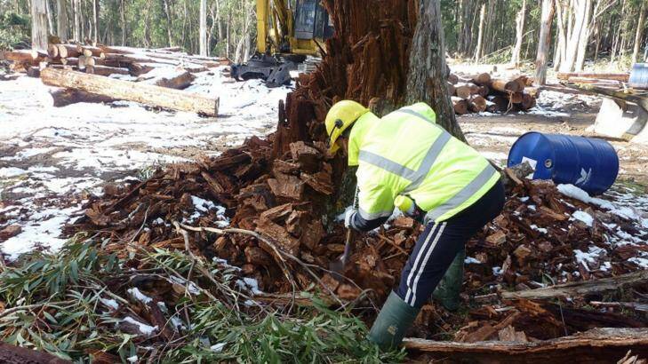 Wombat burrow buried by logs Photo: Supplied