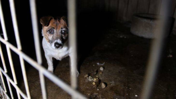 A puppy waits behind bars at Frazer "puppy farm," October 19, 2014 Photo: Debra Tranter