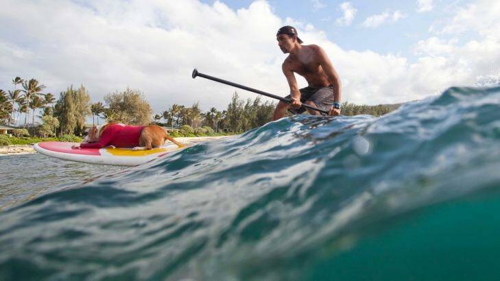 Oahu's north shore Sup with Pup Rocky Canon and Pulu at Turtle Bay Resort.