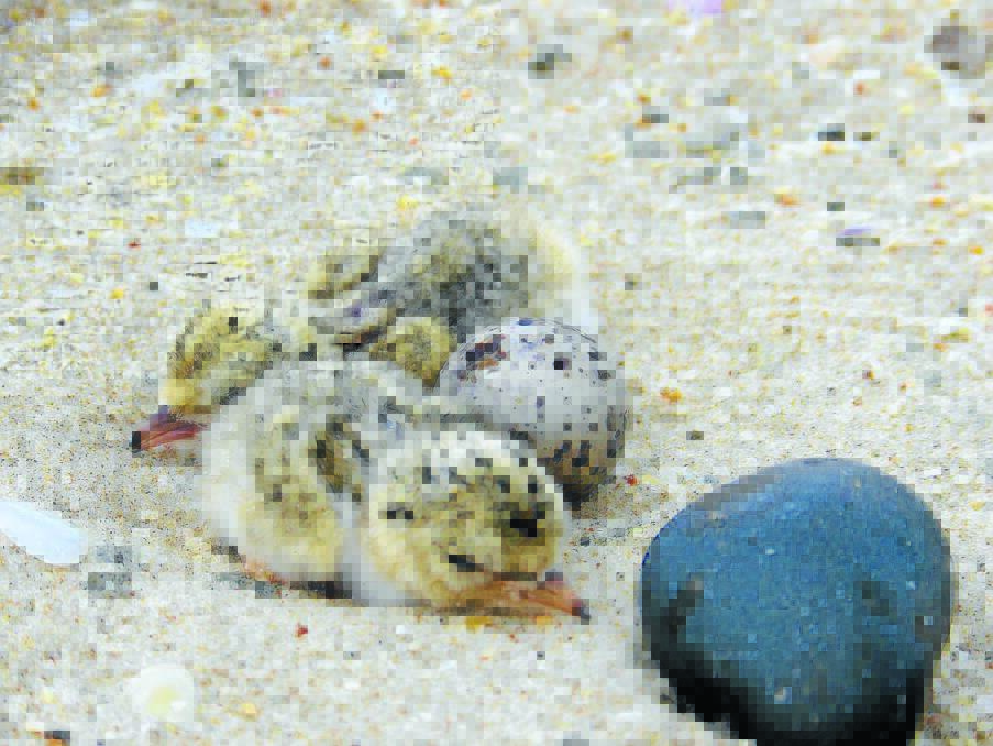 It has been a good season for the Little Terns, with 117 fledged this season in the Manning.