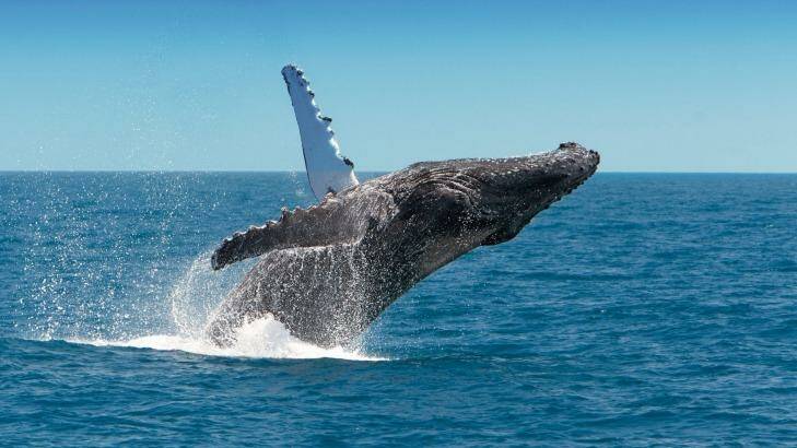 Whale Watching, Hervey Bay, Fraser Island. Photo: Vince Valitutti/Tourism and Events Queensland