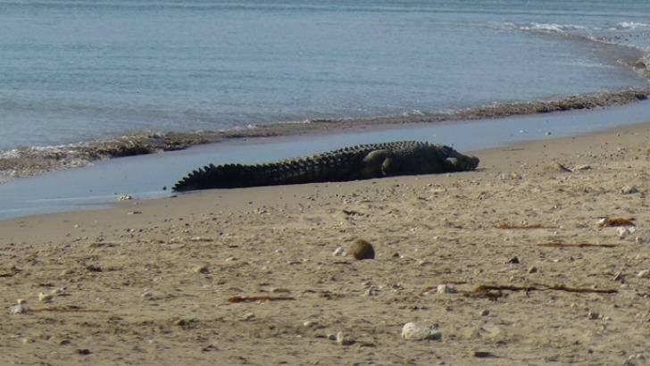 A four-metre-long crocodile sunbathing at Lasiana beach in late July 2016. Photo: Joey Christian