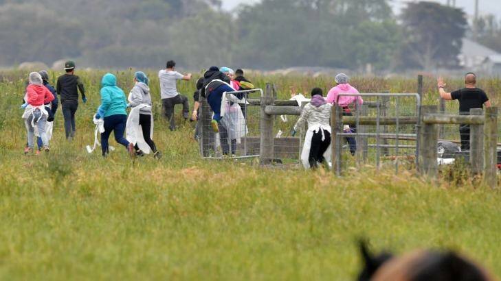 Potential illegal labourers try to escape a police and immigration raid on the Vizzarri asparagus farm at Koo Wee Rup, Victoria. Photo: Joe Armao