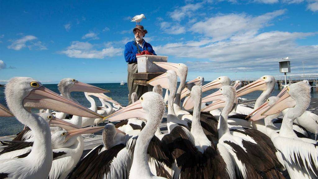 Only an idiot would miss pelican feeding on Kangaroo Island. Photo: Julie Fletcher