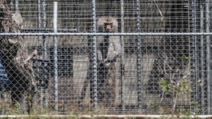 Adult baboons at Wallacia breeding colony have being dying of lymphoma and wasting disease. Photo: Dallas Kilponen