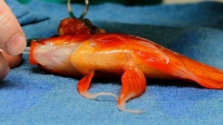 George the goldfish undergoes surgery for a tumour at Lort Smith Animal Hospital. Photo: Lort Smith Animal Hospital 