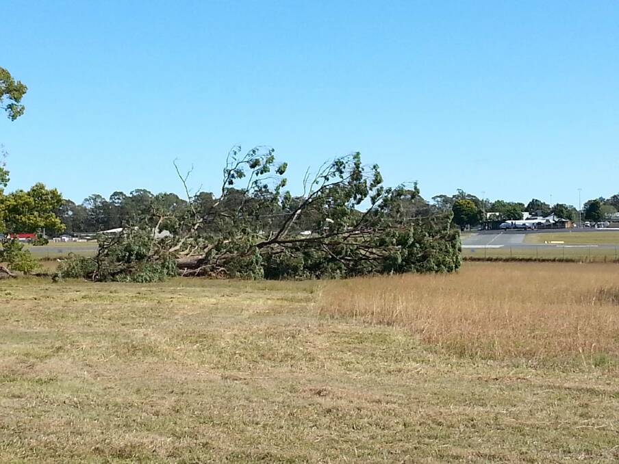 Trees down: Margie Brace's photo of trees felled near Taree Airport prompted discussion on the subject of tree removal on the Facebook page, Thumbs Up Manning Valley.