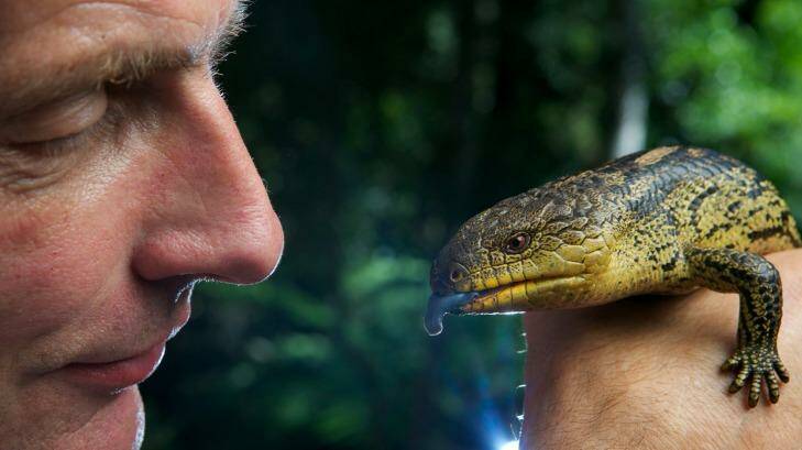 Mark Norman, head of sciences at Museum Victoria, with a blue tongue lizard. Photo: Eddie Jim