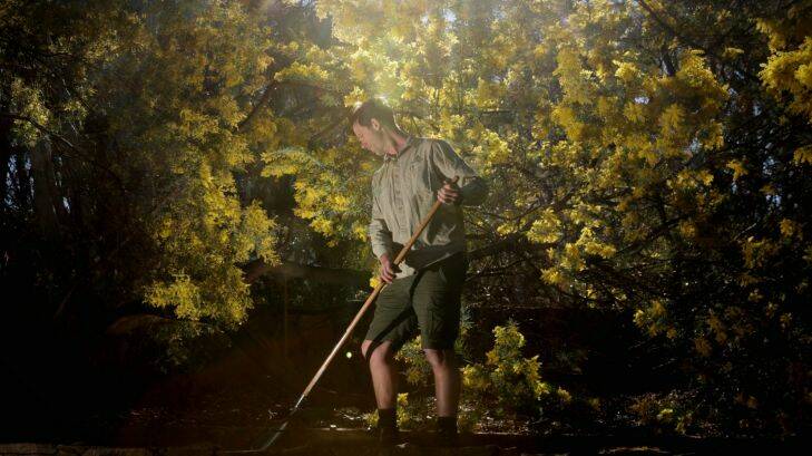 Dan Marges senior horticulturalist at the Australian National Botanical Gardens in Canberra under Acacia covenyi wattle on Thursday 31 August 2017. Fedpol. Photo: Andrew Meares 