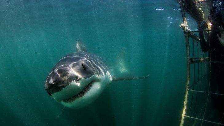 Up close, very close, from the safety of a cage. Photo: MORNE HARDENBERG