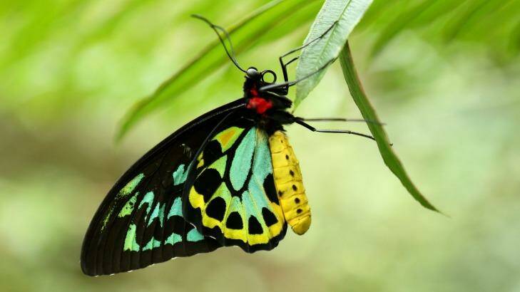 Stunning: A Cairns birdwing butterfly. Photo: Pat Scala