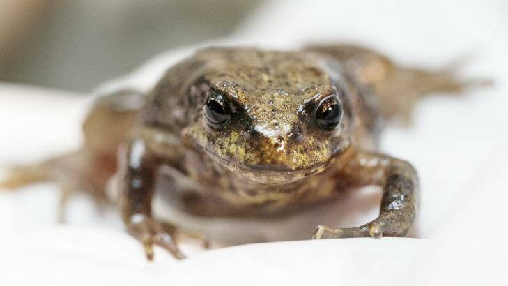 A baw baw frog. Photo: Daniel Pockett