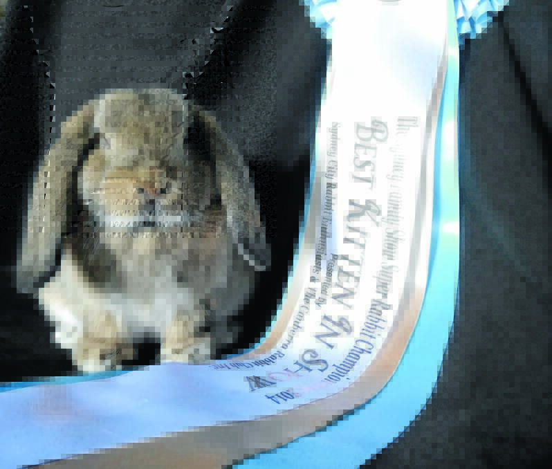 Bound for Glory hopped into the heart of new breeder, Kylie Beard with his win of the coveted Best Kitten in Show at the Sydney Family Show Super Rabbit Championships.